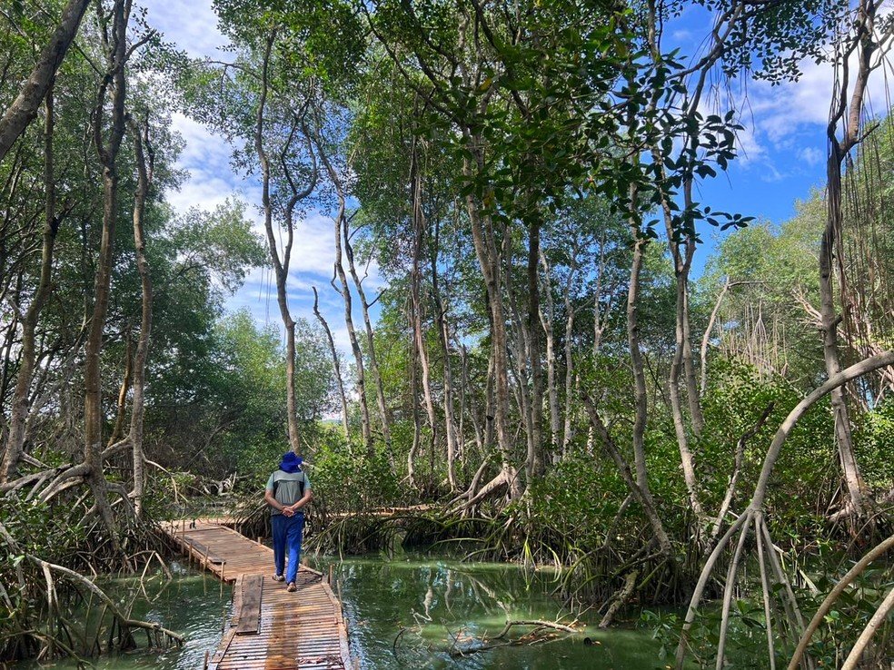 Trilhas. O biólogo Mario Moscatelli atravessa sistema de palafitas que possibilita caminhar nos bosques de manguezal existentes na Lagoa do Camorim: acesso ao parque será por barco — Foto: Divulgação/Mario Moscatelli/Manglares