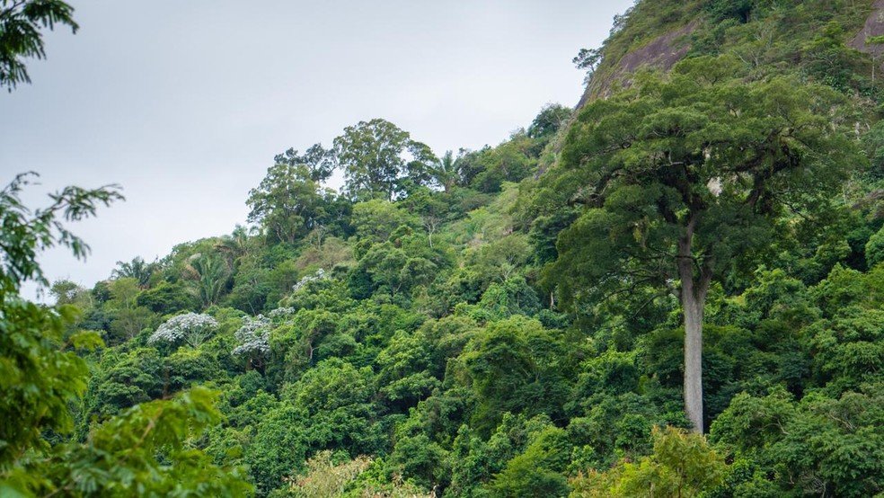 Floresta do Quitite, em Jacarepaguá: Secretaria municipal de Meio Ambiente estuda unidade de conservação — Foto: Divulgação
